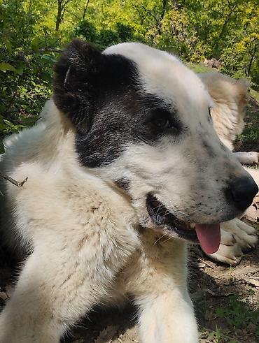 baliq akvarium satisi: Alabay, 1 il, Dişi, Peyvəndli, Ünvandan götürmə — 2