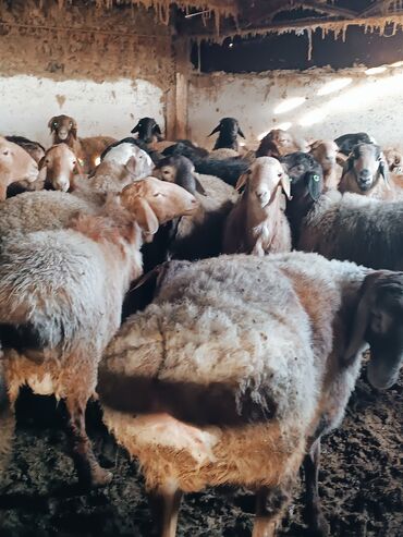 Бараны, овцы: Продаю | Баран (самец) | Гиссарская | На забой