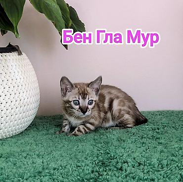 Продажа кошек: Бенгальская, 2 месяца, Девочка, Приучена к лотку, Проглистована, С документами — 13