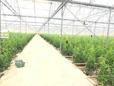 Kommersiya daşınmaz əmlakının satışı: Zirə Kəndi, 10 hektar sahəsi olan parnik satılır. 5 hektar yarım — 3