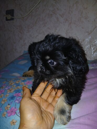 İtlər: Pekines, 2 ay, Erkek — 9