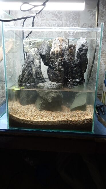 рыба: Продам аквариум с декором и фитр водопадом из аппаратуры помпа и