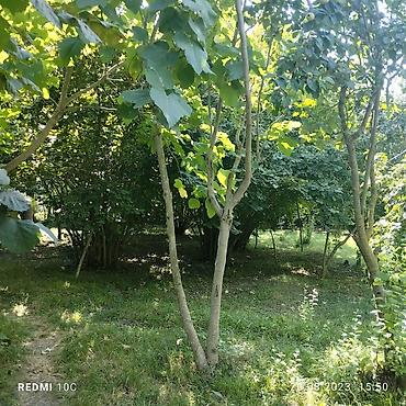 Torpaq sahələrinin satışı: 25 sot, Kupça (Çıxarış) -da lalafo.az — 11 Torpaq sahələrinin satışı: 25 sot, Kupça (Çıxarış) — 11