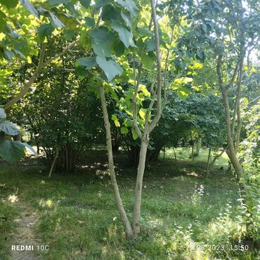 Torpaq sahələrinin satışı: 25 sot, Kupça (Çıxarış) -da lalafo.az — 12 Torpaq sahələrinin satışı: 25 sot, Kupça (Çıxarış) — 12