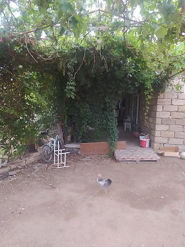 usda aleti: Məhsul: Meyvə və tərəvəzli fərdi bağ sahəsi Təsvir: - Yaşıl və sərin — 1