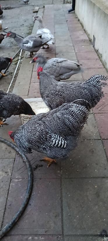 Xoruzlar: Barred rok yumrtasi satilir — 12