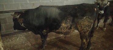 Коровы, быки: Продаю | Бык (самец) | Алатауская | На откорм, Для разведения — 2