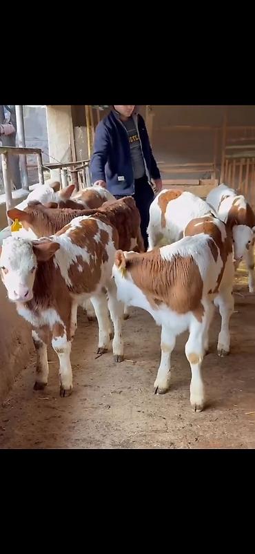 Dana, buzov: Simental tipli buzovlar – ət və süd istiqamətli damazlıq potensialı — 1