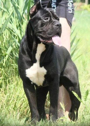 Psi: Cane Corso štenci dostupni za rezervaciju! U ponudi imamo tri na lalafo.rs — 15 Psi: Cane Corso štenci dostupni za rezervaciju! U ponudi imamo tri — 15