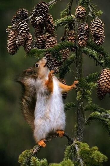 Stilske umetničke slike: Umjetničke slike – set digitalnih ilustracija - Kolekcija od tri — 35