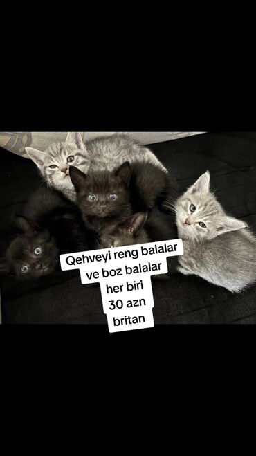 шотландская вислоухая кошка цена в баку: Britan, Erkək, Dişi, Yaxşı əllərə, Ünvandan götürmə, Ödənişli çatdırılma