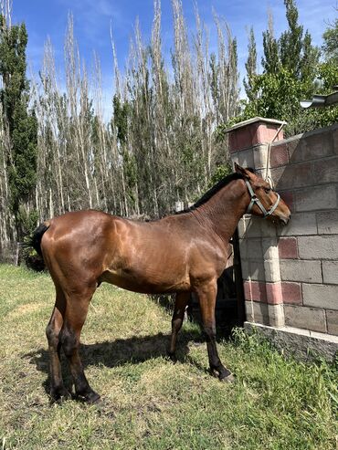 лошадь кыргызстан: Куплю | Лошади, кони | Самовывоз, Платная доставка