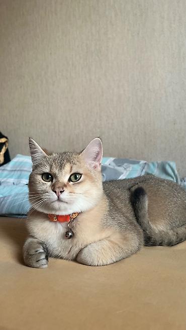 Кошки: Золотая шиншилла, Самец, Для вязки — 2