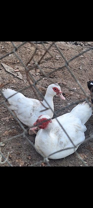 Dişi, | Lal ördək, Damazlıq lalafo.az -da Dişi, | Lal ördək, Damazlıq