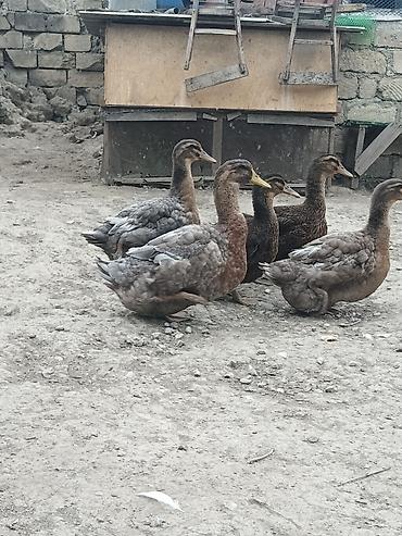 korella tutuqusu haqqında: Blue Rouen Ördekleri. Xarici sort ordekler.(Ətrafli məlumat — 3