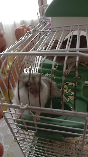 Qəfəs qarisiq 100 manat Cırtdan hamsterlər (ağ və boz rənglər) – Növ
