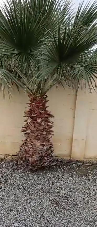 Ağaclar: Məhsul: Dekorativ palma ağacları (Trachycarpus/Vindozaya bənzər yelpik — 14