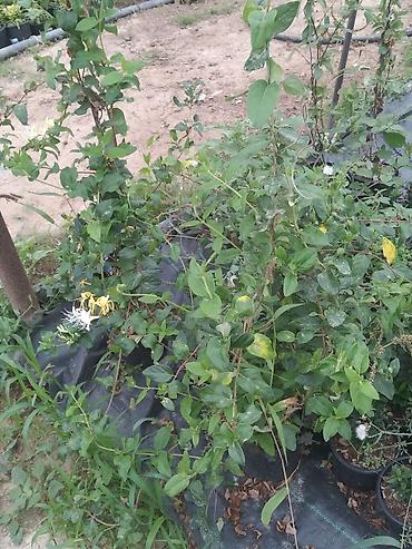 xari bulbul ciceyi: Bitki: Hanımeli (Lonicera japonica – ətirli sarmaşıq) Təsvir: - Güclü — 1