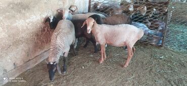 купить курдючного барана: Продаю | Овца (самка), Баран (самец) | На забой | Осеменитель, Ярка