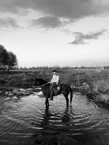 Лошади, кони: Продаю | Жеребец | Английская | Конный спорт | Осеменитель
