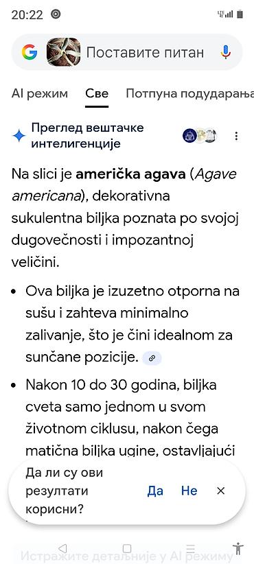 Ostale kućne biljke: Sobne i ukrasne biljke u saksijama – više vrsta - Syngonium — 26