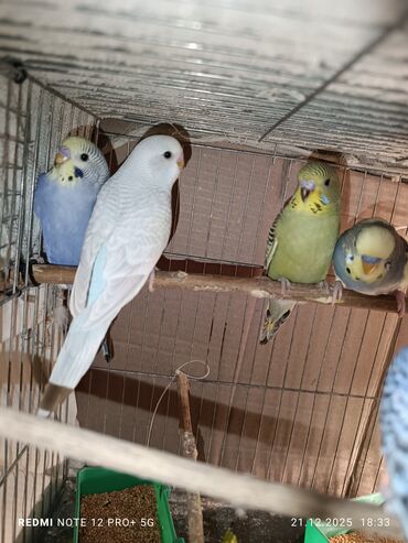 Tutuquşları: Məhsul: Dalmatian/xallı və klassik rəng çeşidlərində nimfa deyil — 2