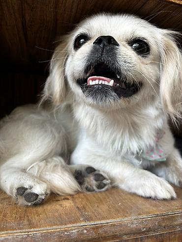 İtlər: Pekines, 1 il, Dişi, Peyvəndli, Ödənişli çatdırılma, Rayonlara çatdırılma — 4