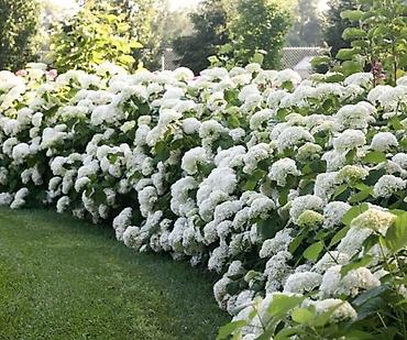 Гортензия: Продаю саженцы: -гортензия Анабель -Хосты великаны -Дицентра бордовая — 3