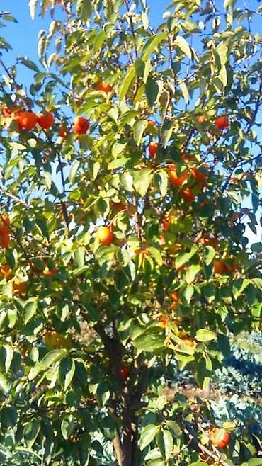 Torpaq sahələrinin satışı: 180 sot, Kənd təsərrüfatı, Kupça (Çıxarış) -da lalafo.az — 20 Torpaq sahələrinin satışı: 180 sot, Kənd təsərrüfatı, Kupça (Çıxarış) — 20