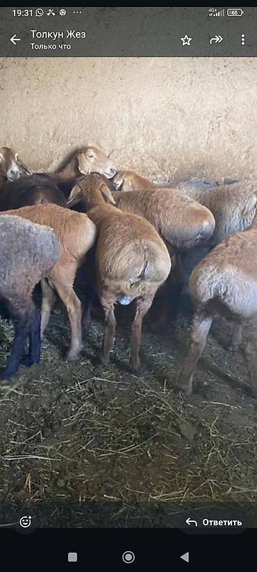 Баран, овца: Продаю | Овца (самка) — 9
