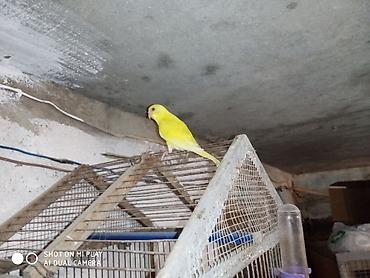 попугай ара цена: Super valnistıy məhəbbət tutuquşları papuqay ları 8 man Çex jumbo — 7