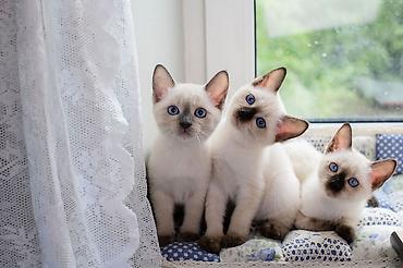 Pişiklər: Siam — 10