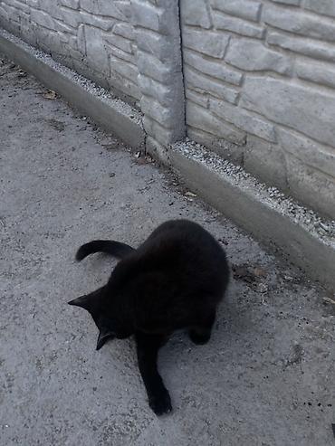 Продажа кошек: 6 месяцев, Мальчик, Черный — 21