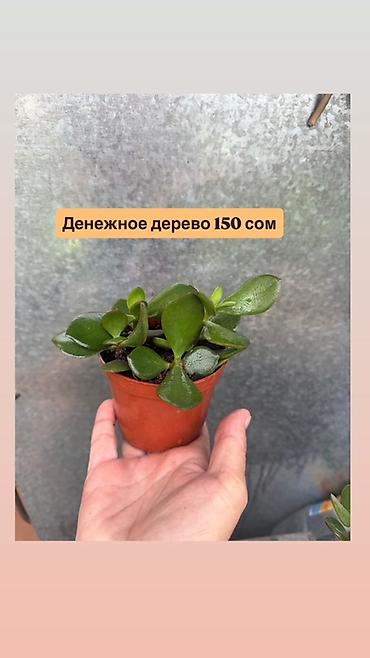 крассула: Денежное дерево (крассула, толстянка) в горшках. Варианты: - — 3