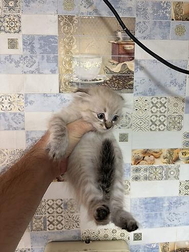 Отдам даром кошку: Котята домашние, пушистые, окрас дымчатый и колор‑пойнт (светлое тело — 10