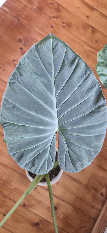 yaz gulleri sekilleri: Alocasia Regal shield. Yarpağı 2 el böyüklüyündedir. Bazar günü metro — 4