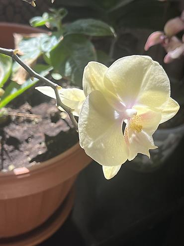 молочай цветок: Орхидеи Phalaenopsis в горшках - Сорта/окраски на выбор: • белые — 1