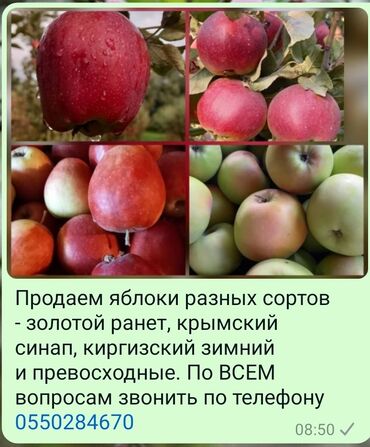 Яблоки: Яблоки Превосходное, Оптом