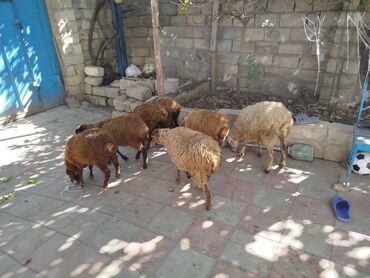 toyuga verilen adlar: Qoyun sürüsü – 6 baş - Növ: yerli qoyunlar (qəhvəyi və açıq rəngli) -