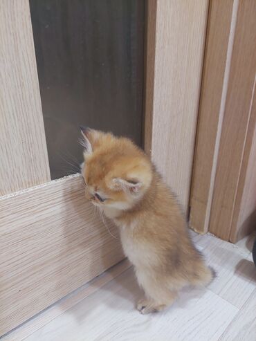 Pişiklər: Qızıl şinşilla, Erkək, Dişi, Yaxşı əllərə, Ünvandan götürmə -da lalafo.az — 27 Pişiklər: Qızıl şinşilla, Erkək, Dişi, Yaxşı əllərə, Ünvandan götürmə — 27