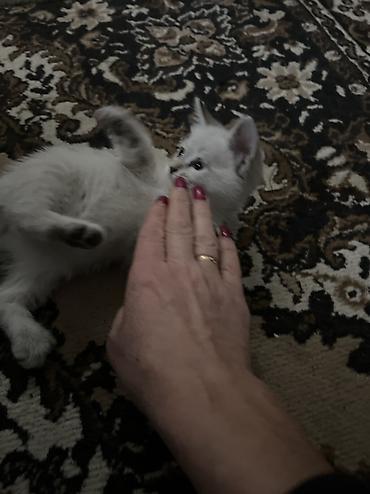 сиамс: Сиамская, 2 месяца, Мальчик, Белый, Приучена к лотку, Проглистована — 6