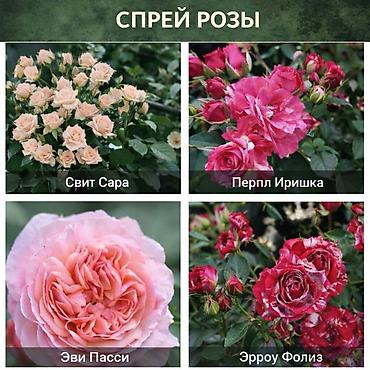 Роза: Саженцы — 5