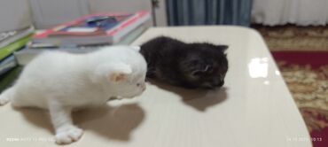 Pişiklər: Britan yastı qulaq, Erkək, Yaxşı əllərə — 7