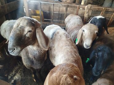 сельскохозяйственные животные продажа: Продаю | Баран (самец) | Для разведения