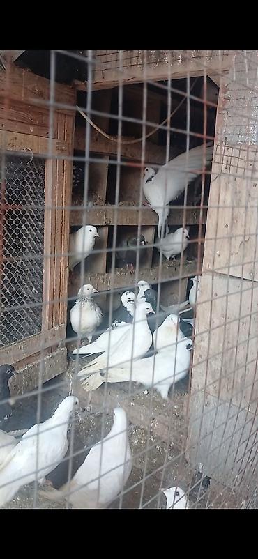 goyercin satişi baki: Salam Alekum Dam və Goyercinler tergizilir deye tecili satilir — 2