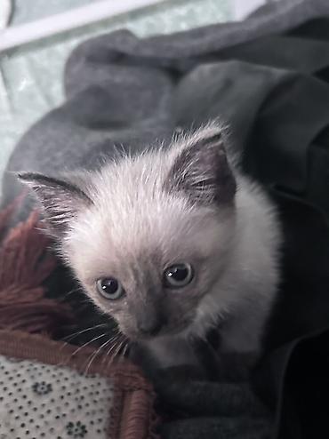 Продажа кошек: Тайская, 2 месяца, Мальчик — 7