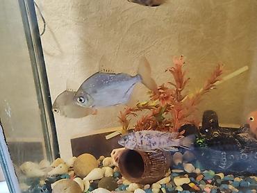 akvarium balaca: Akvaryum komplekti
Baliqlar daxil 250 azn maraqli baliqlardi — 5