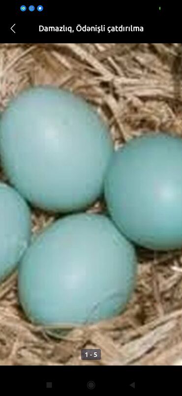 yumurta qoyan heyvanlarin adlari: Amaekuna yumurtası mavi