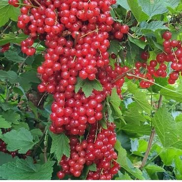 Şitillər: Isdenilen sort var sadece zeng edin catiraq — 1