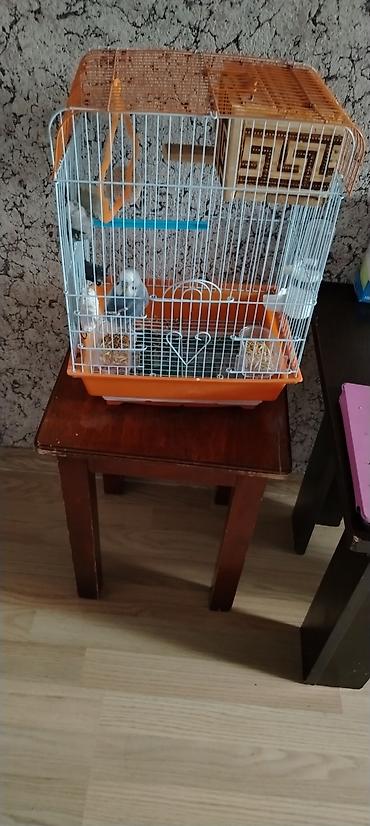 tutuqusu qefesi: Tutuquşu qəfəsi dəsti - Rəng: narıncı altlıq, ağ metal barmaqlıqlar - — 1